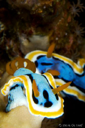 Two Chromodoris anne on the move. by Steve De Neef 